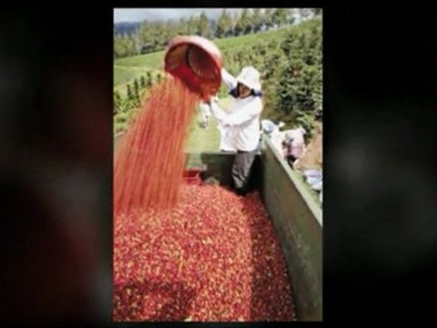 El Cafe De Costa Rica Tiene Un Nombre? Dale Clic Y Averígualo Ya!