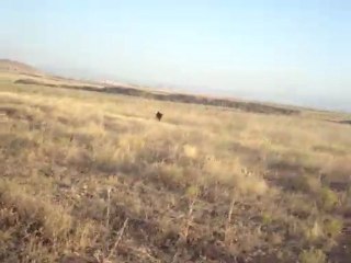 Kurzhaar Pars'dan Muhteşem Fermalar ( S.KESKİN )