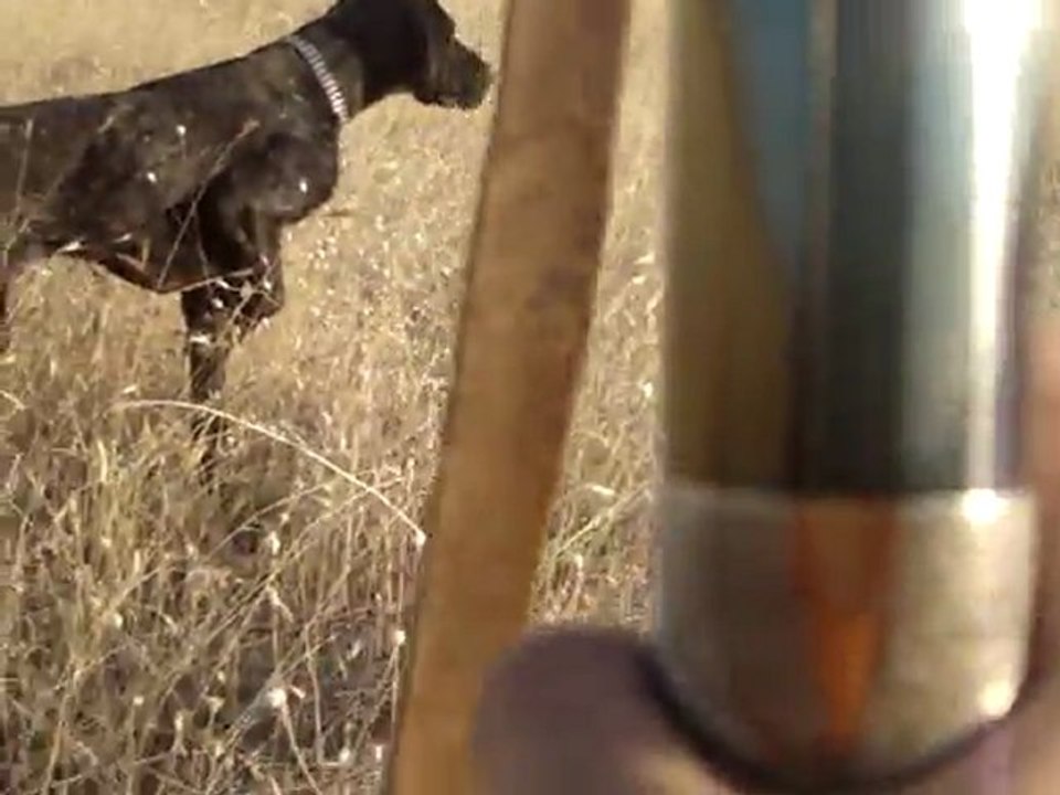 Kurzhaar Ferma ve Aport ( S.KESKİN )