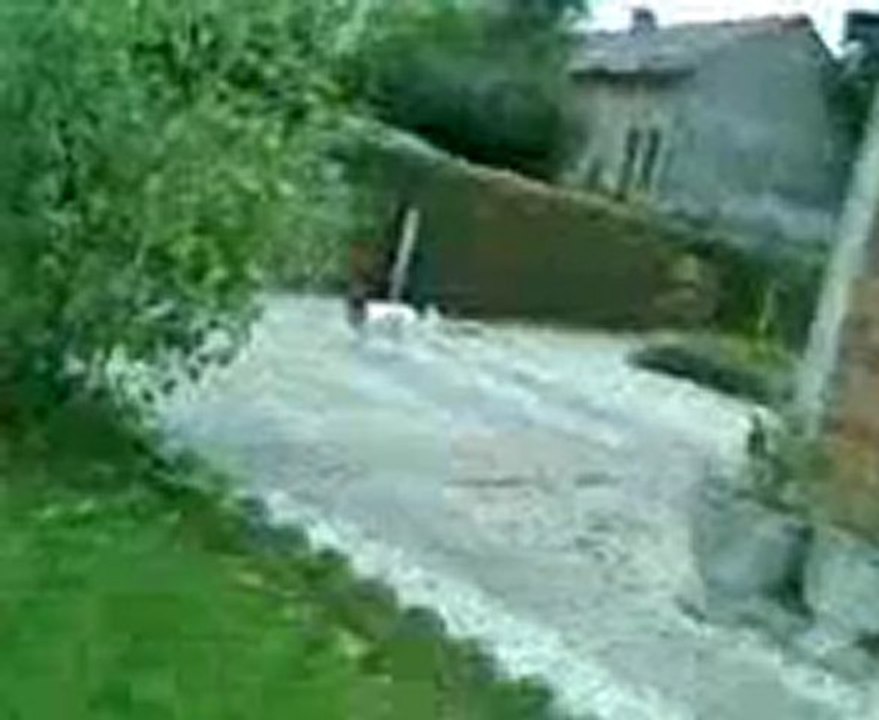 jack russell en course jpl du var 10