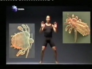 Evolucion del pelo: Piojos y ladillas