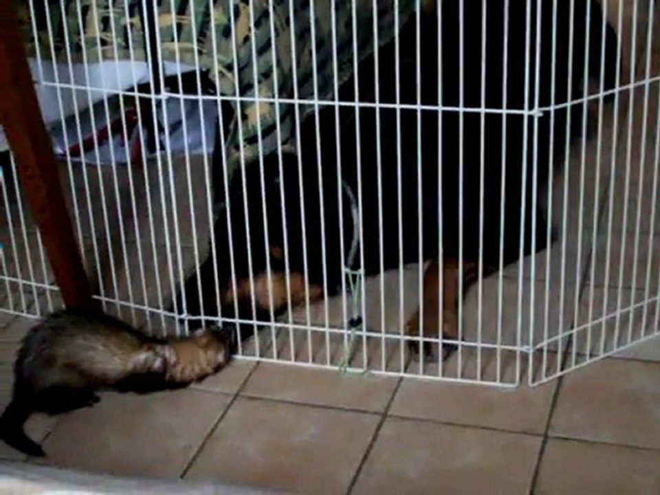 Kali et Nala le 18 septembre 2011