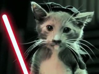 Les chatons Jedi contre-attaquent