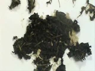 sciences cycle 3 chaînes et réseaux alimentaires con-ev-ra-s2