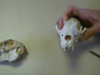 sciences cycle 3 chaînes et réseaux alimentaires con-ev-ra-s3