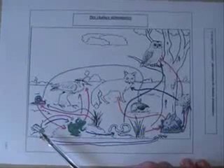 sciences cycle 3 chaînes et réseaux alimentaires con-ev-ra-s5