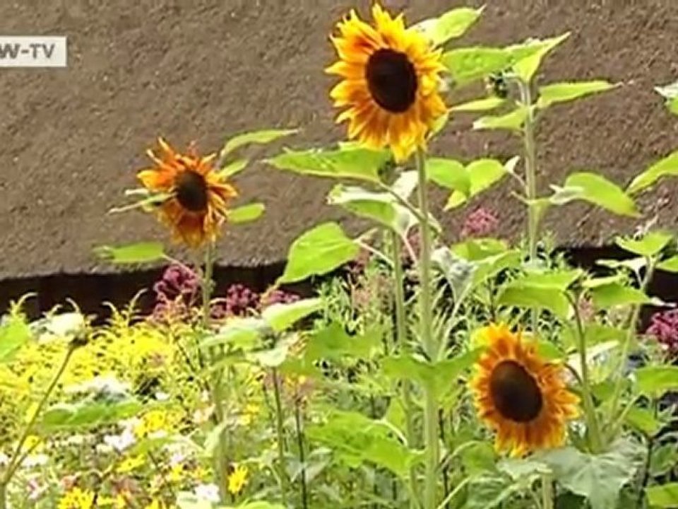 Wild and colorful | Video of the day