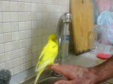 böyle banyo yapan muhabbet kuşu varmıdır ya :D