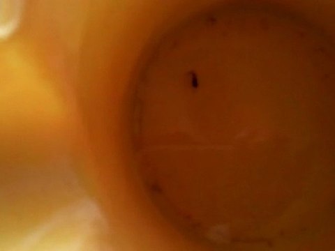 özürlü moly yavrusu