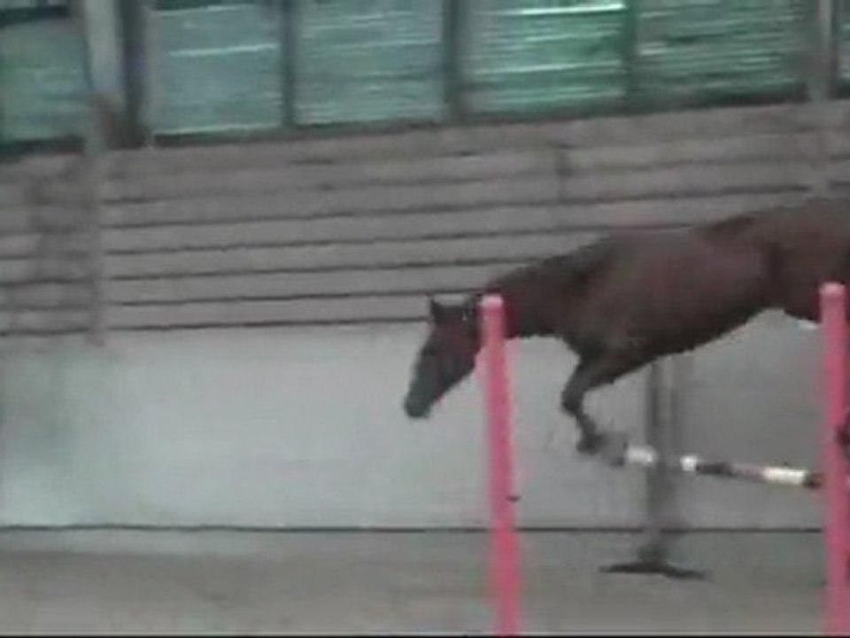 vasquo 2011