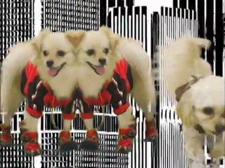 Who run the world? Dogs