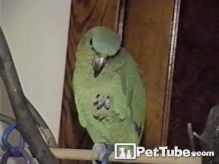 Parrot Makes It Rain