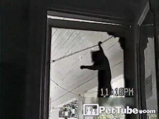 Climbing Cat Scales Screen Door