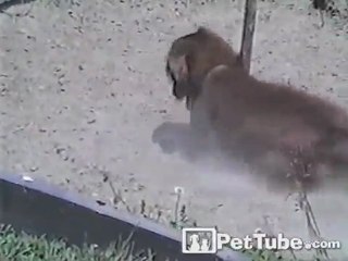 A Dog with Horseshoes