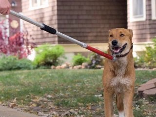 Are some dogs more likely to attack than others?