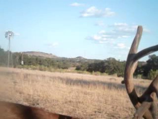 MONSTER BUCK - Trail Cam Video 2 - Benson Farm & Ranch - South Texas Whitetail