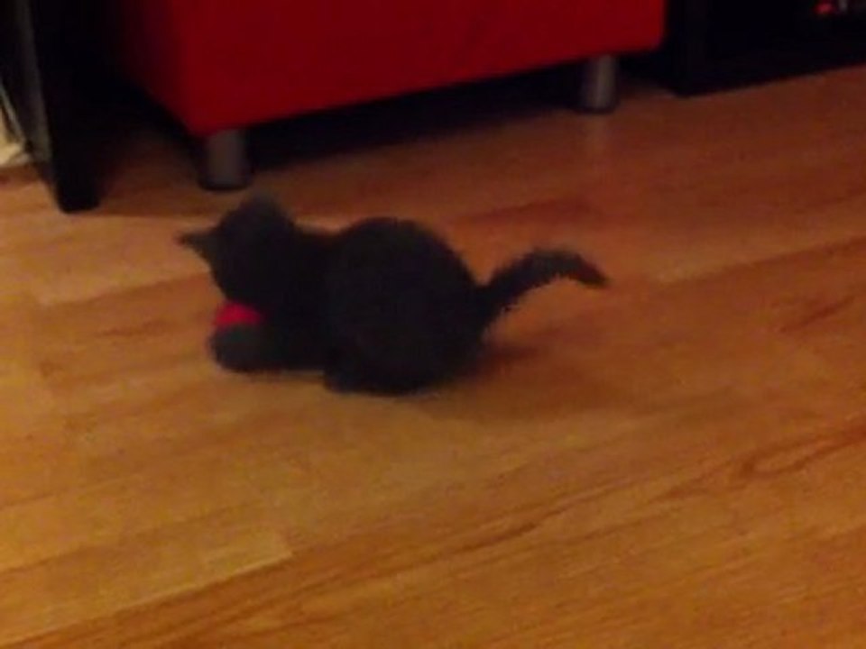 le matou s'amuse 2!!!