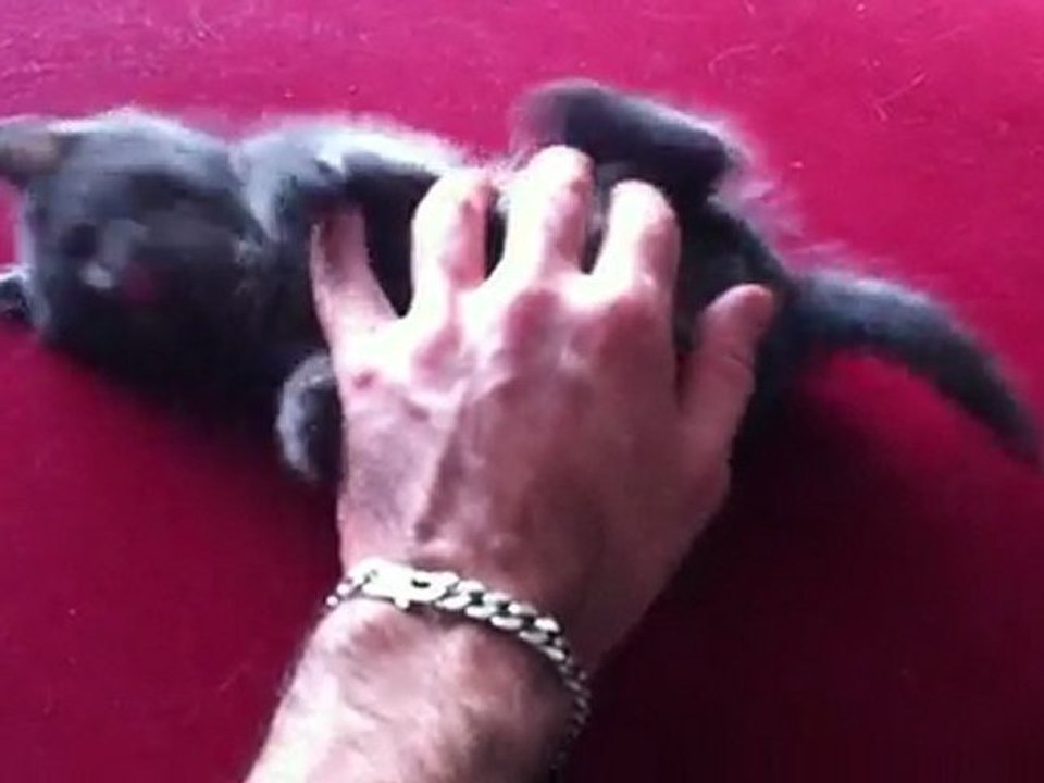 le matou s'amuse 3!!!