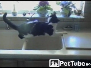 Drive-Thru Cat Wash