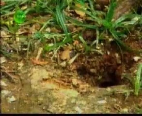 Jornal Futura | 29/Junho/2011