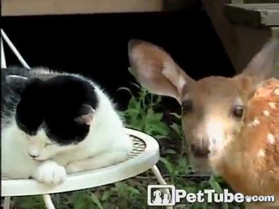 Deer Gives Kitty Licks of Love