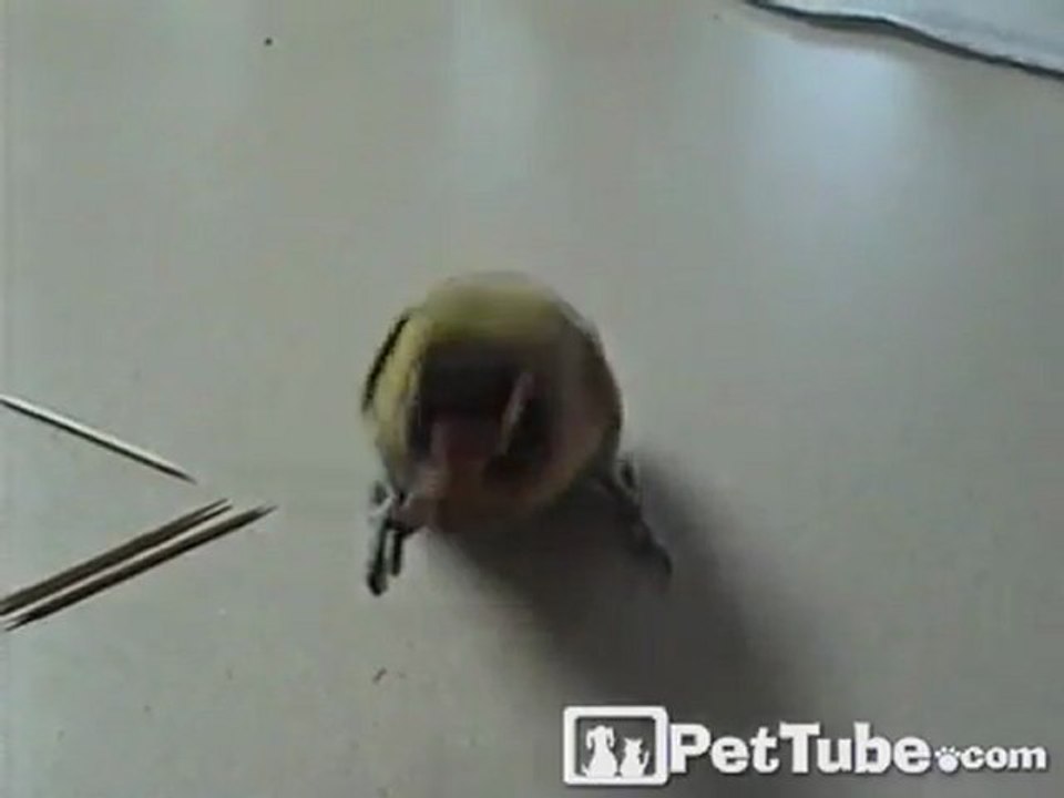 Bird Needs a Toothpick
