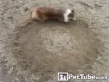 Dog Makes Circles, Circles, and More Circles