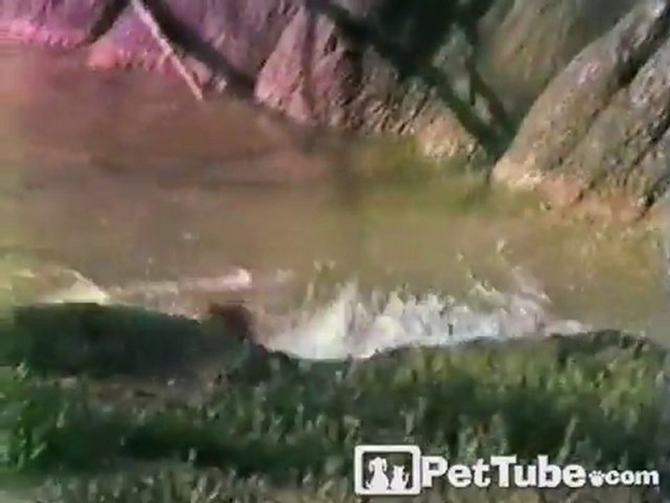 Monkey’s Splash Landing