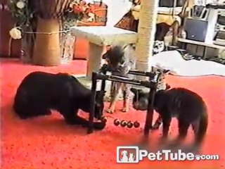 Kittens and Newton’s Pendulum 🧲