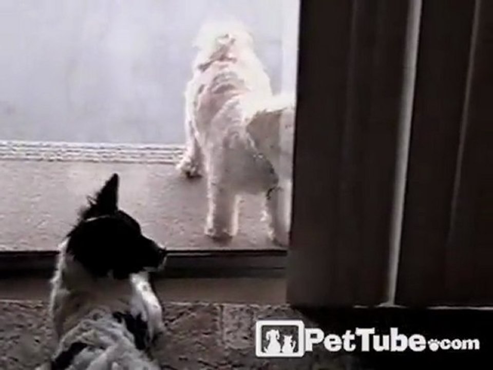 Dogs in the Window