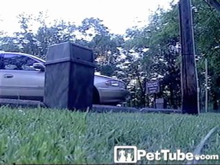 Raccoon Robs Trash Can