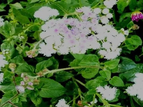 North York Real Estate - Ruth Ave