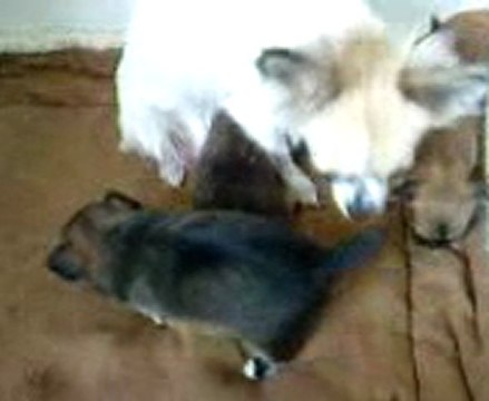 Les chiots âgés de trois semaines - Elevage du Mont des Canaillous - chihuahuas poils longs