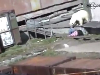 The polar bear attacks woman