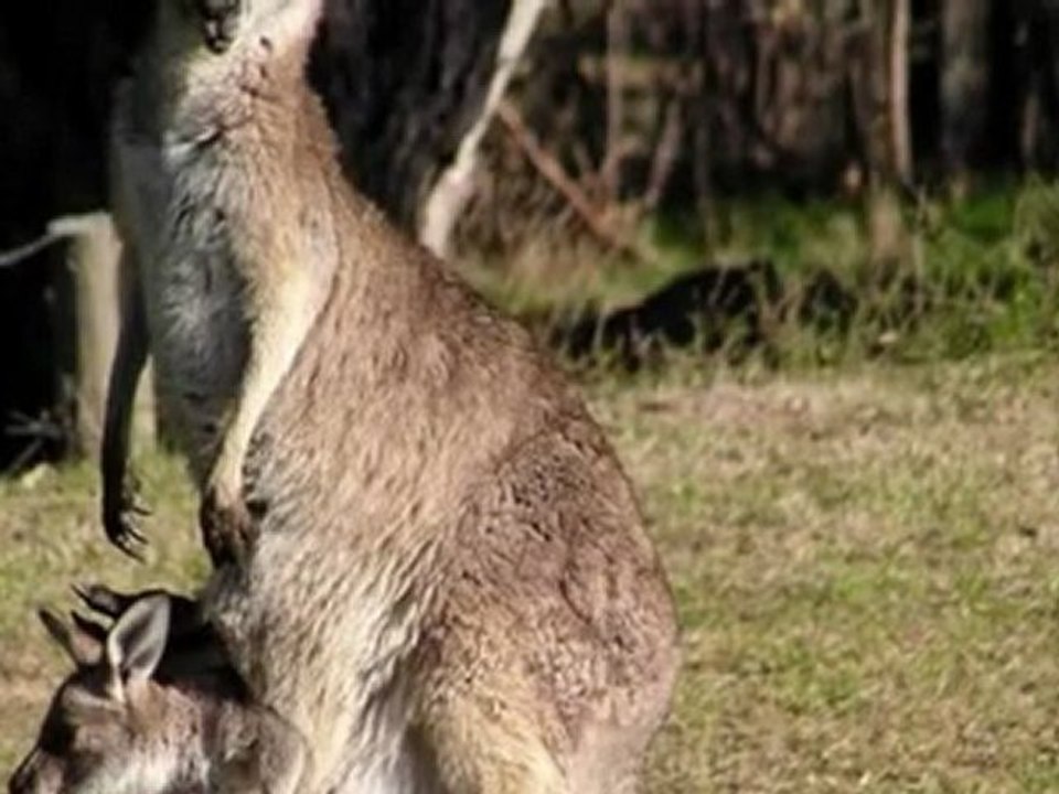 EUROMILLONES (como ganar)