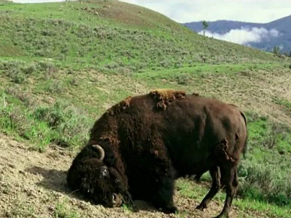 Why reintroduce bison to Banff: A Tourism perspective