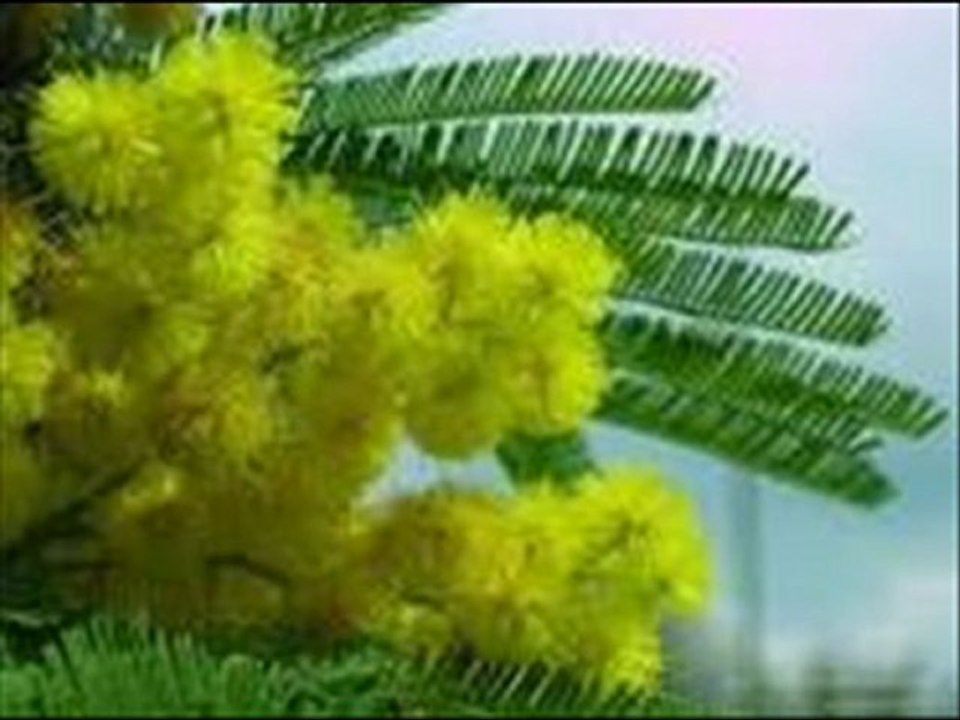 mimoza