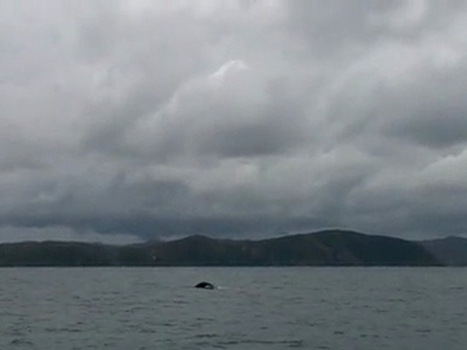 Baleines 5 iles