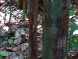 3_ Grosses fourmis (tucandeira), Forêt Amazonienne au Brésil, explication