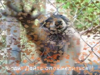 Наши смешные животные!