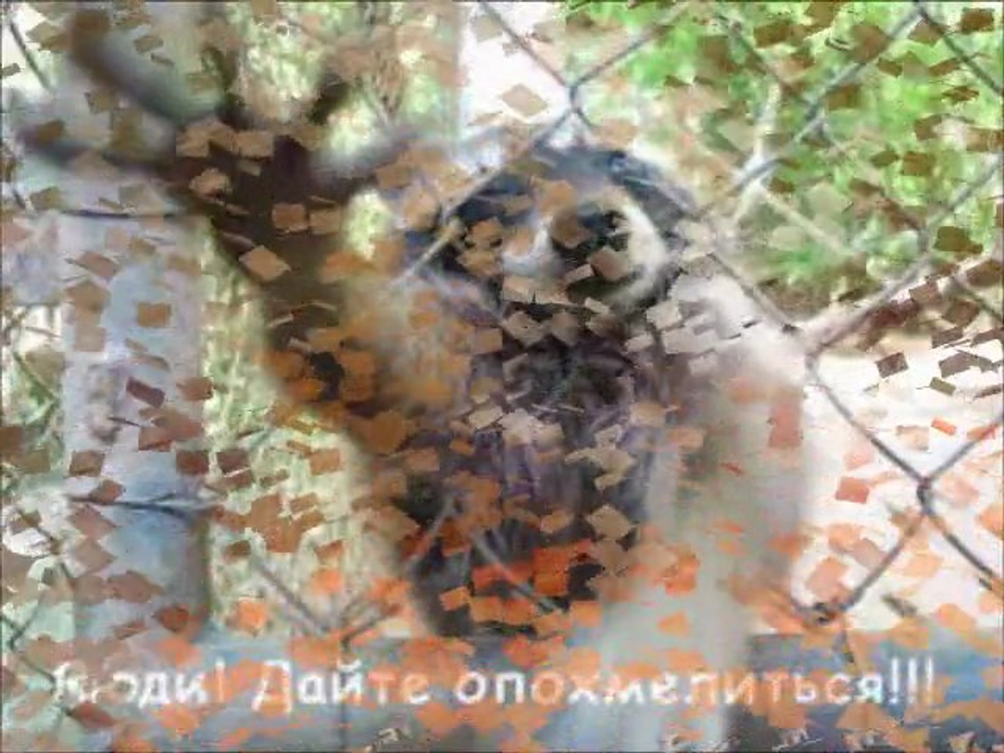 Наши смешные животные!