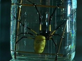 Spider Silk and Human Skin Blend Stops a Bullet