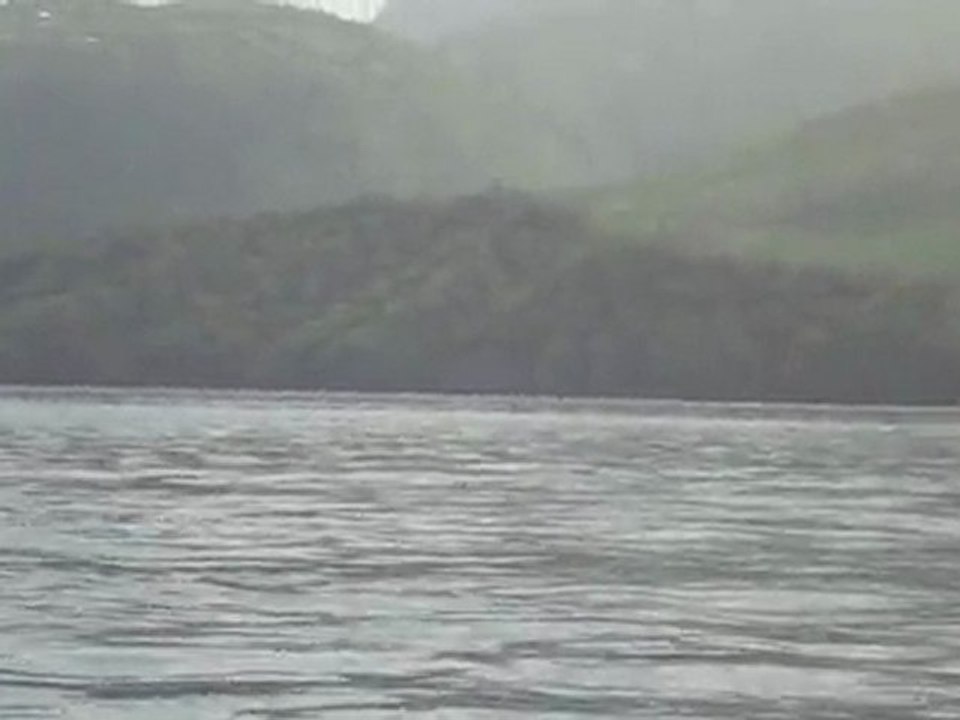 bébé dauphin saute