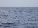 Banc de dauphins de Fraser qui sautent