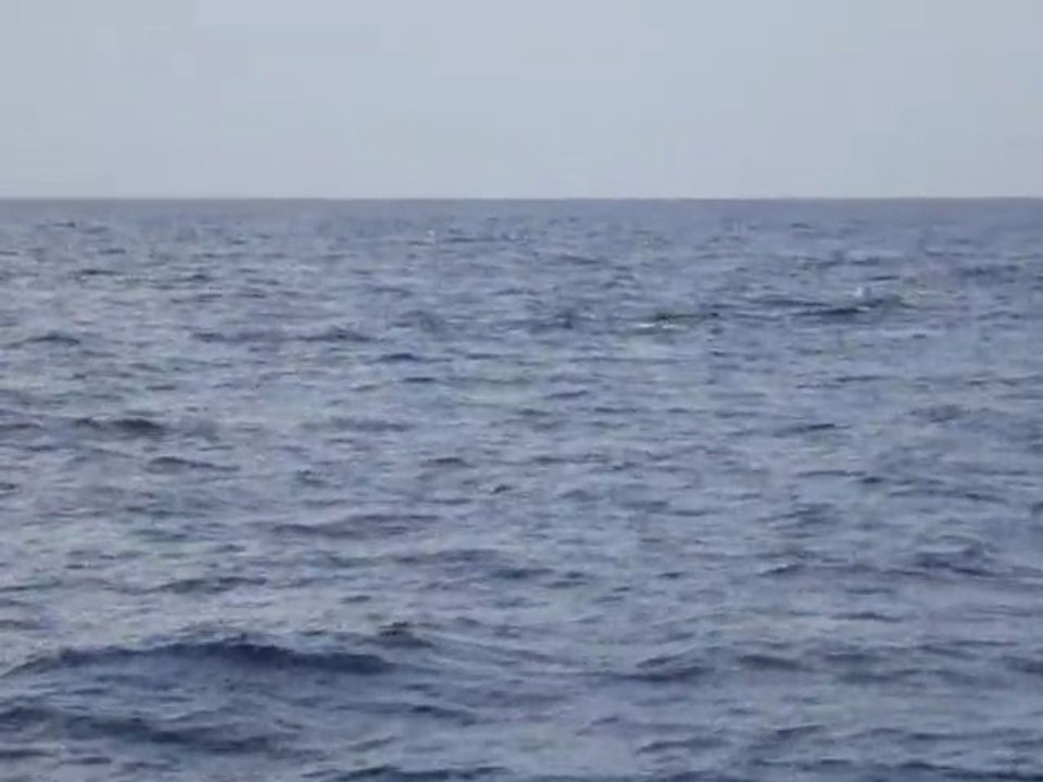 Banc de dauphins de Fraser qui sautent