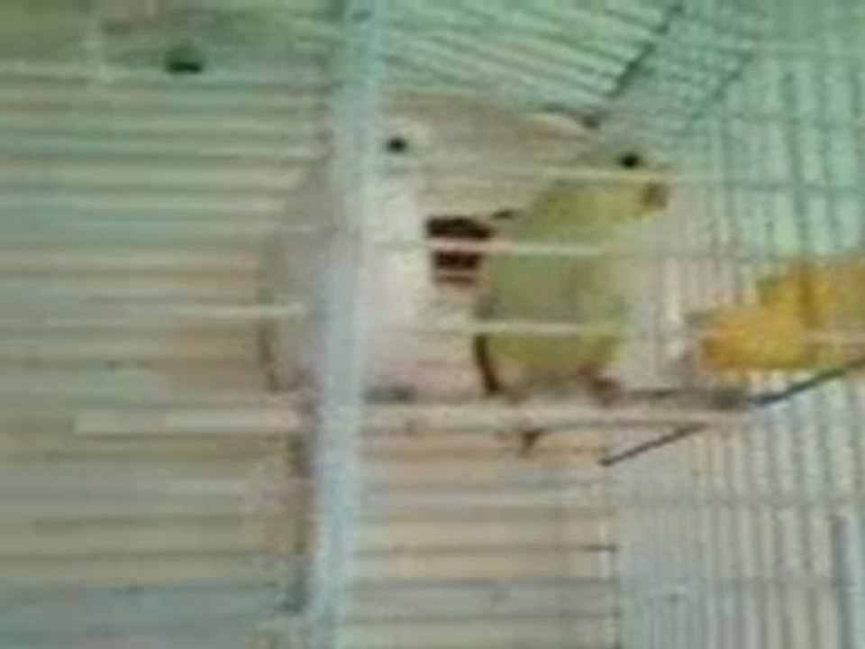 Perruche ondulée couple pas mal séparré ...