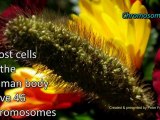 Facts in 50 Number 502: Chromosomes