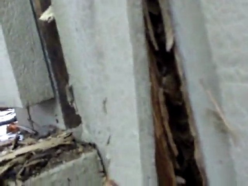 What Does Carpenter Ant Damage Look Like