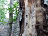Tree Attacked by Ants, Termites and Woodpeckers