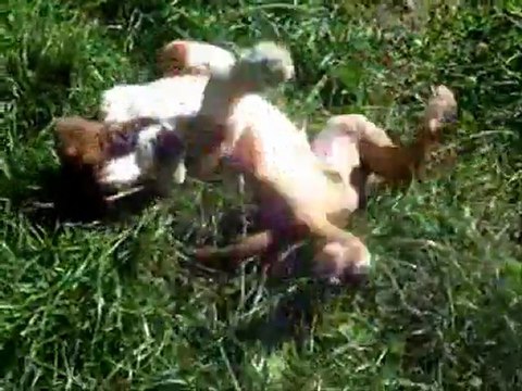 Les 4 cosaques des Steppes Perdues à 53 jours, 2011-09-20 (CHEYENNE de SAINT QUINIS X UCELLO du DOLON / Portée des G 2011)